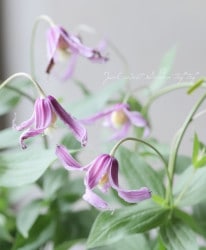 �ڵ���ե饰�꡼��ۥ���ޥ���������ƥ���ե��ꥢ�ϡ��ز���١�