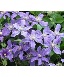 ����ꥸ�ʥ륯��ޥ���������ƥ���ե��ꥢ�ϡ��إ���٥�١�