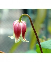 ����ꥸ�ʥ륯��ޥ������ƥ����󥷥����ӥ���ʷϡ������η��١�