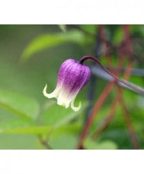 ����ꥸ�ʥ륯��ޥ������ƥ����󥷥����ӥ���ʷϡ��إ��֥����奢�١�