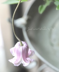 �ڵ���ե饰�꡼��� ����ޥ������ƥ����󥷥����ӥ���ʷϡ��إ����ˡ��ݥåס١�