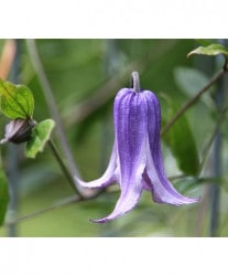 �ڵ���ե饰�꡼��� ����ޥ������ƥ����󥷥����ӥ���ʷϡ��إ��������������֥롼���١�