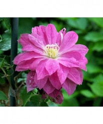 ����ꥸ�ʥ륯��ޥ����� �ѥƥ󥹷ϡ��ؤ����餪������