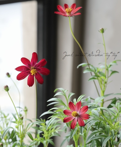 チョコレートコスモス 『長崎ショコラ 赤とんぼ』 | すべての商品