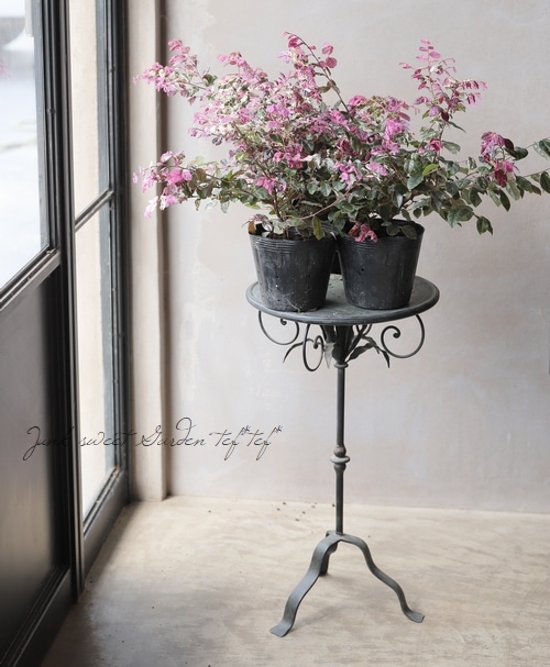 斑入りトキワマンサク 『七彩 -ヒチアヤ』 | すべての商品 | | Junk