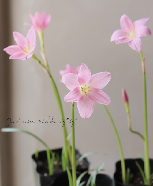 球根植物 ゼフィランサス ビックピンク すべての商品 Junk Sweet Garden Tef Tef