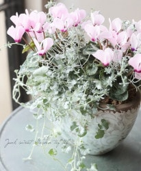 -TEFNIQUE-󤻿 2020 * no.36 *ؤۤΤԥ󥯥饭꡼բ