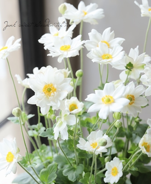 秋明菊 『八重咲きホワイト』 シュウメイギク | すべての商品 | | Junk