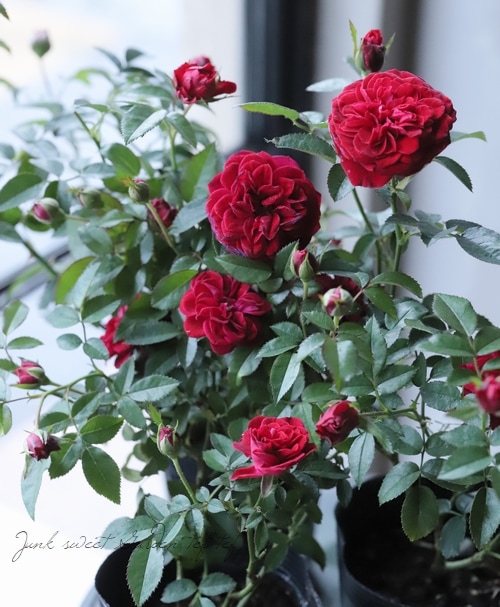 cake バラ＋エレガフミナ　 苗　トゥルーブルーム　レッドキャプテン トゥルーブルーム・レッドキャプテン』｜熊本の大型総合園芸店