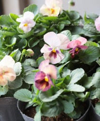 �ѥ󥸡����إ��塼�ƥ����ϡ��ȡ�