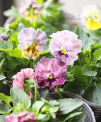 �ե��ѥ󥸡���̴����ѥ󥸡����ؤ��ޤ��뤷�����ɡ�