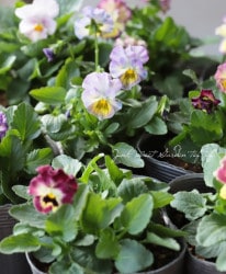 �ե��ѥ󥸡���̴����ѥ󥸡����ؤ줤��ܡ��������ɡ�