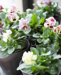 �ե��ѥ󥸡���̴����ѥ󥸡����ؤ������������ɡ�