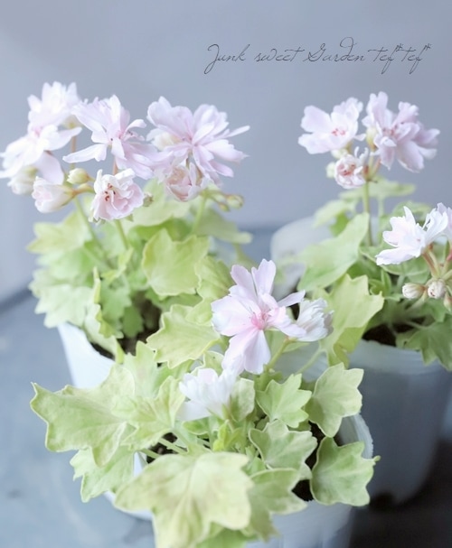 ゼラニウム 『ピンクレモネード』 | すべての商品 | | Junk sweet