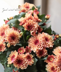 ���ꥵ�󥻥ޥࡦ�ޥ���ȥ����ӥ��� �إ�������