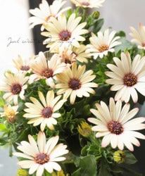 �����ƥ����ڥ�ޥࡡ�ѥƥ������إ٥꡼���ѥե���