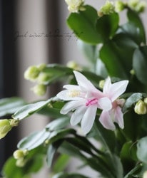 �ǥ�ޡ����������� �إץ���������ɡ١����㥳�Х��ܥƥ�