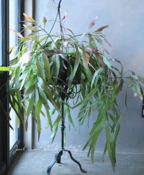 ڴտʪۥץɥץꥹإåɥ