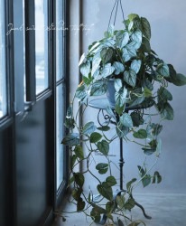 �ڴ��տ�ʪ�ۡ��ե����ǥ�ɥ��󡡡إ֥��ɥƥ����ʥ��