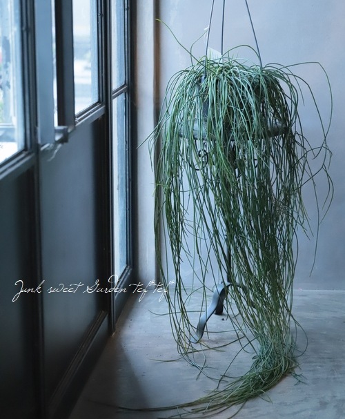 観葉植物 リプサリス プニセオディスクス すべての商品 Junk Sweet Garden Tef Tef