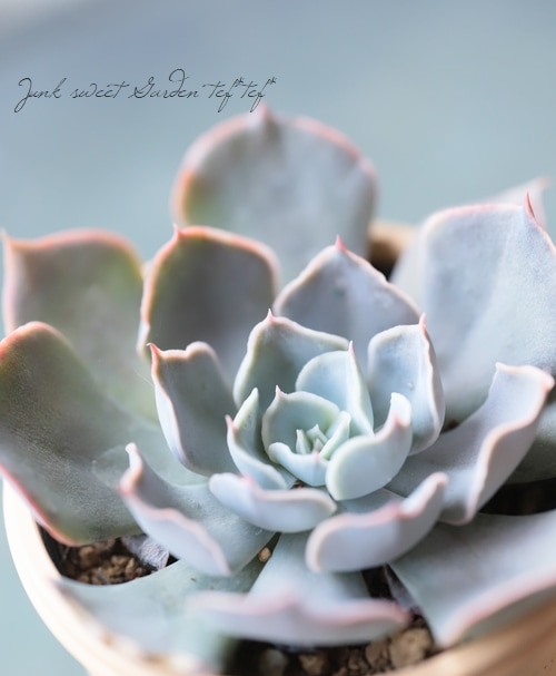 多肉植物】 『ホワイトゴースト』 エケベリア属 いとうぐりーん