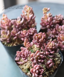 ��¿����ʪ�� �إ��祳�졼�ȶӡ١�����ץȥ٥ꥢ°