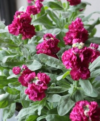 Ȭ�ź餭���ȥå� �إ٥��ӡ���������