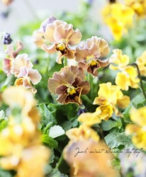 LUXURY SELECTIONtef*tef*ꥸʥ ӥإե祳եMIX