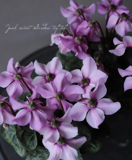 ガーデンミニシクラメン・ペチコート 『ソフトピンク』 | すべての商品