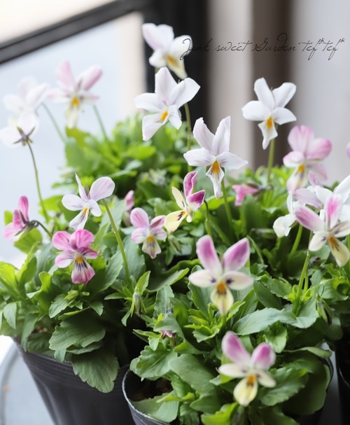 みもとビオラ2020新品種 『レディララ』ホワイトピンク | すべての商品