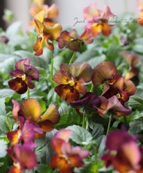 ���إѥ󥸡� �ʥ����إޥ�٥꡼��