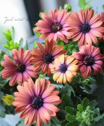 �����ƥ����ڥ�ޥࡡ�ѥƥ������إ���ƥ�������åɡ�