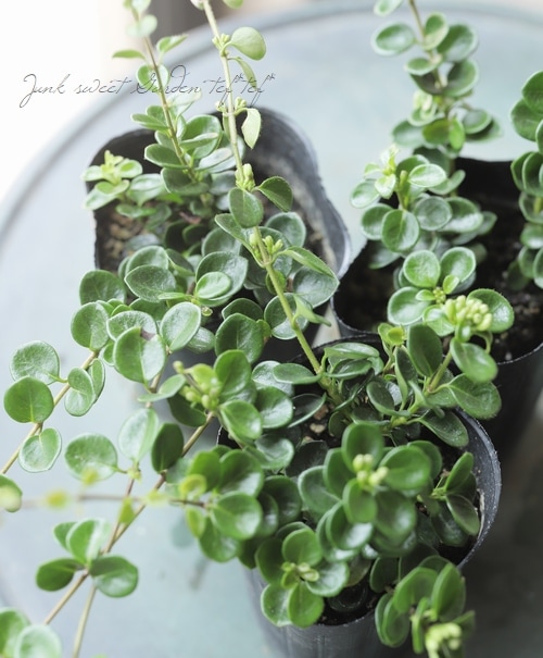 ロニセラ 『クラシフォリア』 『リトルハニー』 | すべての商品