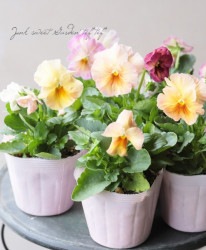 �ѥ󥸡������󥹥ѥ����ץ�ߥ��ࡡ�إԡ����������ɡ�