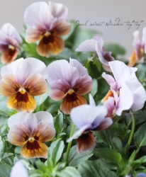 LUXURY SELECTIONtef*tef*ꥸʥ ӥإѥƥ륰