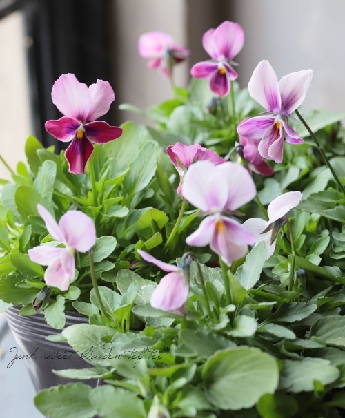 育種うえたオリジナルビオラ 『セクシークィーン』 | すべての商品