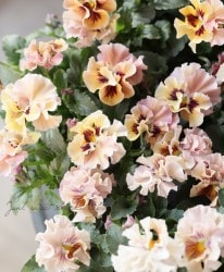 ����臘�������ꥸ�ʥ�ѥ󥸡�����ŷ�α���� MIX