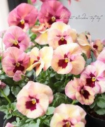 ����臘�������ꥸ�ʥ�ӥ��顡�إ�󥴤λ���