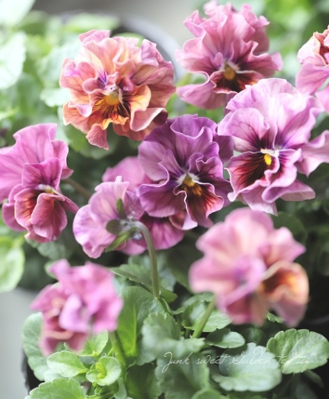 ☆育種うえたオリジナルビオラ 『マーブル』 【50％off】 | すべての