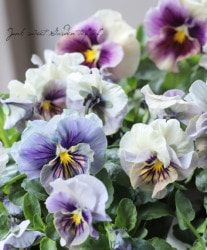 ����臘�������ꥸ�ʥ�ѥ󥸡����إޥ�����ޥ����MIX