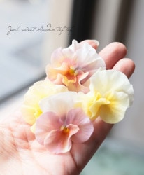 ����臘�������ꥸ�ʥ�ӥ��顡�إ��󥸥�ե롼��� 2021ǯ���ʼ