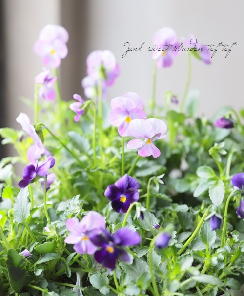 ビオラ・ROKA'S selection 『ピンク＆パープル』 原種交配 | Flower