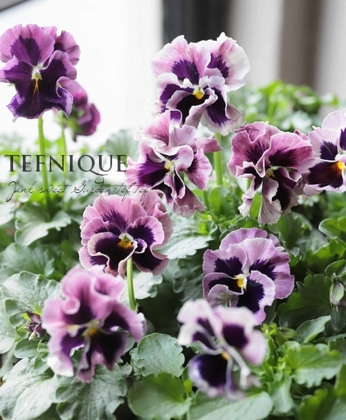 LUXURY SELECTION】tef*tef*オリジナル パンジー『オールドクラシカル