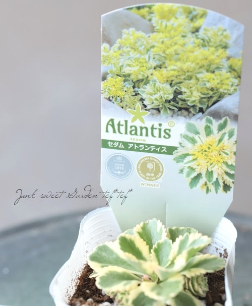 多肉植物 セダム アトランティス すべての商品 Junk Sweet Garden Tef Tef