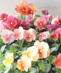 �����إѥ󥸡����ߤ�ӡ��إ��塼�ƥ������ץꥳ�åȡ� ��������