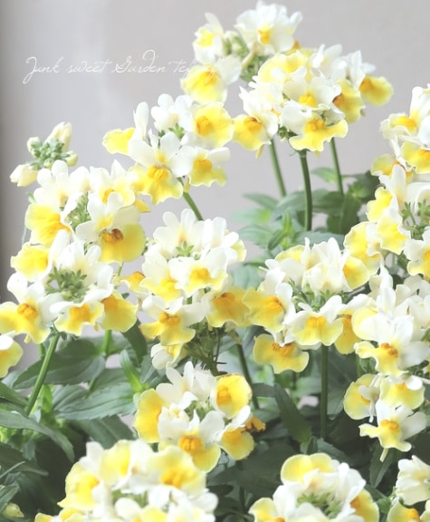 宿根ネメシア・スイート 『レモンスカッシュ』 | すべての商品