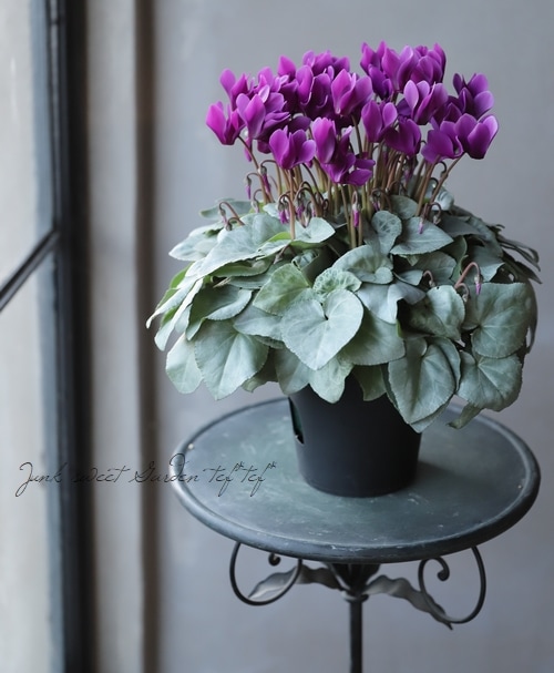 ❣️シクラメンです。２点おまとめ ❣️シクラメンです。2点おまとめ シクラメン」のYahoo