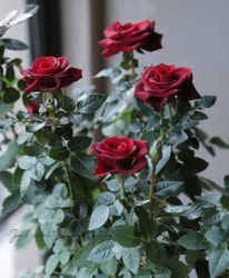�ߥ˥Х顡�إ�������åȥ�륻�ǥ�������ʡ�
