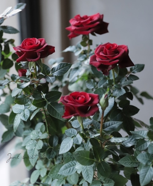 ミニバラ 『スカーレットメルセデスコルダナ』 | すべての商品