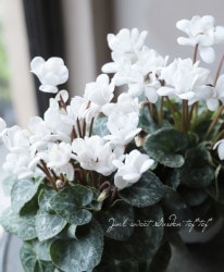 Ȭ�ź餭�������󡡡إե����꡼�ԥ��١����طϥۥ磻��